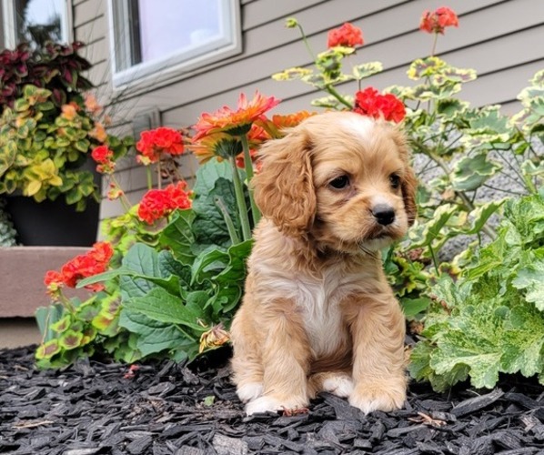 Medium Photo #4 Cocker Spaniel Puppy For Sale in WITHEE, WI, USA