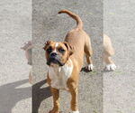 Small #4 Boxer