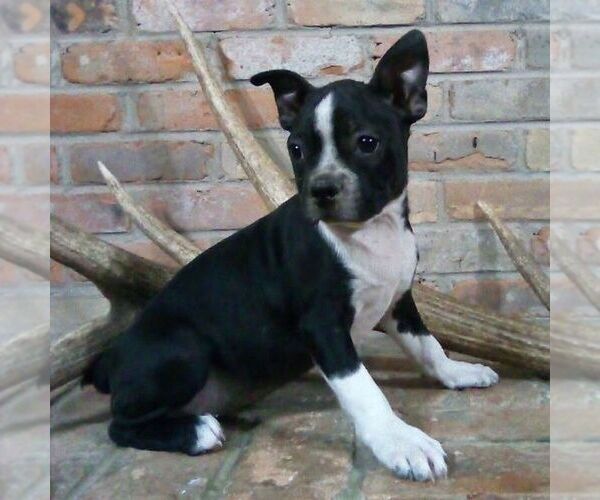 Medium Photo #3 Boston Terrier Puppy For Sale in HOT SPRINGS, SD, USA