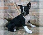 Small #2 Boston Terrier