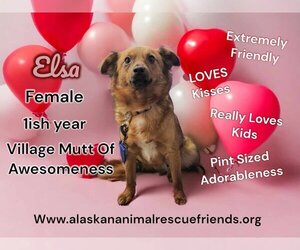 Huskies -Spaniel Mix Dogs for adoption in Anchorage, AK, USA