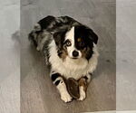 Small #8 Australian Shepherd
