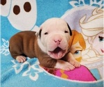 Small Photo #2 American Bulldog Puppy For Sale in MADISON, WI, USA