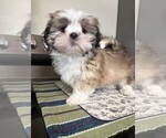 Small #2 Shih Tzu