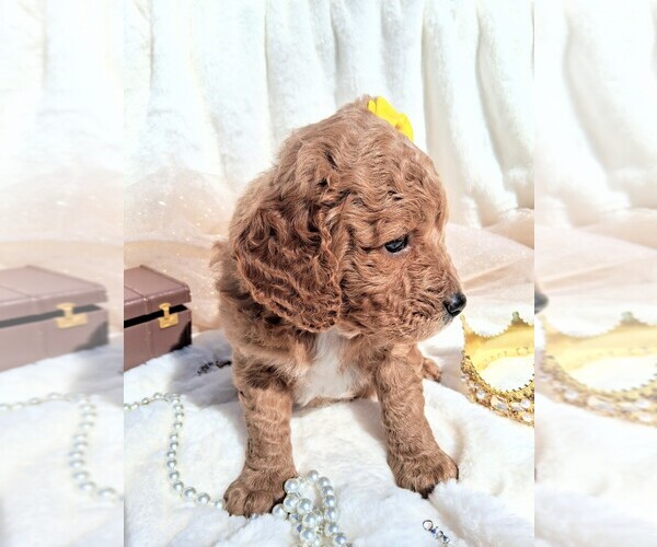 Medium Photo #23 Goldendoodle (Miniature) Puppy For Sale in GASTONIA, NC, USA