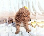 Small Photo #23 Goldendoodle (Miniature) Puppy For Sale in GASTONIA, NC, USA