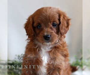 Cavapoo Puppy for sale in LITITZ, PA, USA