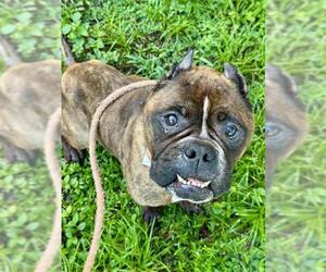 American Staffordshire Terrier Dogs for adoption in Fort Lauderdale, FL, USA