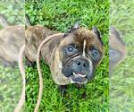 Small American Staffordshire Terrier