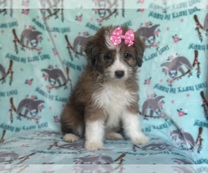 Aussiedoodle Miniature Puppy for sale in LAKELAND, FL, USA