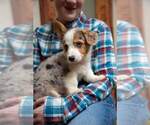 Small Photo #2 Pembroke Welsh Corgi Puppy For Sale in HARTWELL, GA, USA