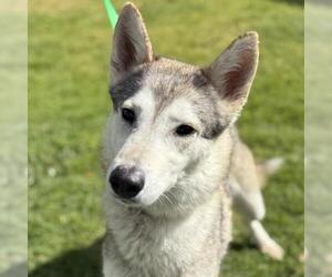 Siberian Husky-Unknown Mix Dogs for adoption in Camarillo, CA, USA