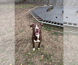 Jupiter - Male Labrador Retriever-Unknown Mix Dog for Adoption - Photo #2