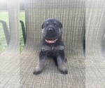 Small Photo #9 German Shepherd Dog Puppy For Sale in SUMPTER TWP, MI, USA