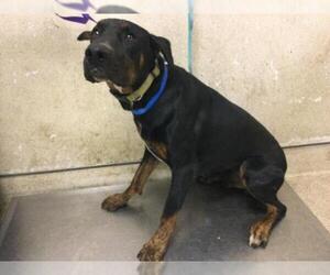 Doberman Pinscher Dogs for adoption in Riverside, CA, USA