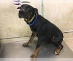 ARCHER - Male Doberman Pinscher Dog for Adoption - Small photo