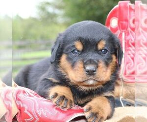Rottweiler Puppy for sale in CHAMBERSBURG, PA, USA