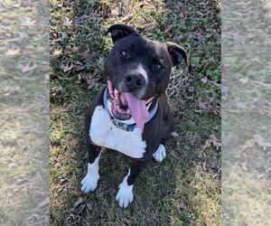 Cheerio - Male Bullboxer Pit Dog for Adoption - Photo #3