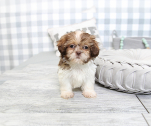 Shih Tzu Puppy for sale in MARIETTA, GA, USA