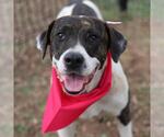 Small American Staffordshire Terrier Mix