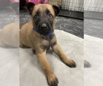 Small Photo #157 Belgian Malinois Puppy For Sale in REESEVILLE, WI, USA
