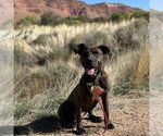 Small Photo #12 American Pit Bull Terrier-Unknown Mix Puppy For Sale in Kanab, UT, USA