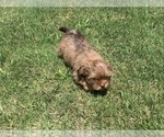 Small Photo #11 Shorkie Tzu Puppy For Sale in EDMOND, OK, USA