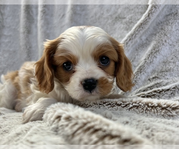 Medium Photo #5 Cavalier King Charles Spaniel Puppy For Sale in COLORADO SPRINGS, CO, USA