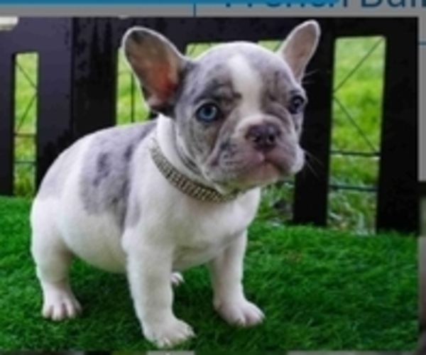 Medium Photo #1 French Bulldog Puppy For Sale in EXETER, CA, USA