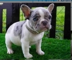 Small Photo #1 French Bulldog Puppy For Sale in EXETER, CA, USA