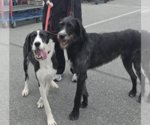 Small #1 Great Dane-Poodle (Standard) Mix