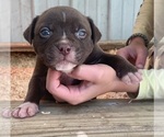 Puppy Male 1 American Bulldog