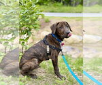 Small #1 Mutt