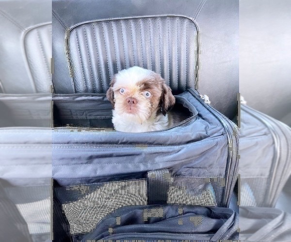 Medium Photo #1 Shih Tzu Puppy For Sale in HAYWARD, CA, USA