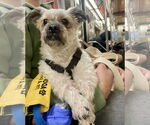 Small #6 Shih-Poo