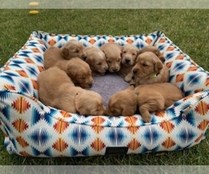 Golden Retriever Puppy for sale in MODESTO, CA, USA