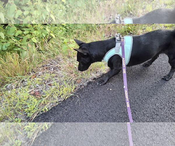 Medium Photo #8 Dachshund-Unknown Mix Puppy For Sale in Sebec, ME, USA