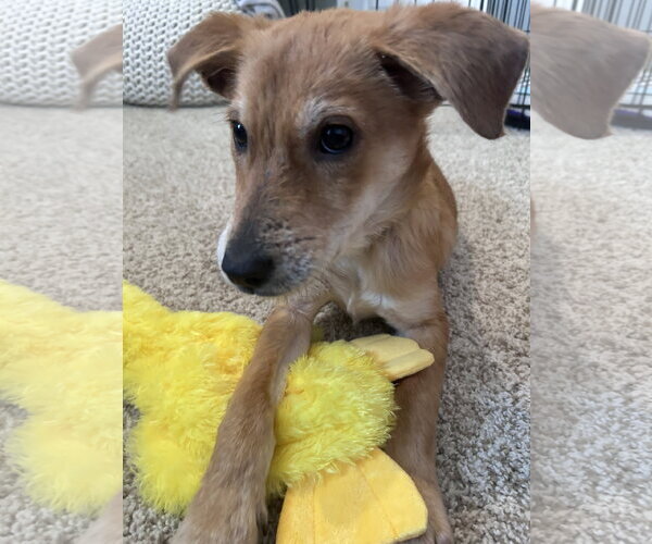 Medium Photo #3 German Shepherd Dog-Unknown Mix Puppy For Sale in Aurora, CO, USA