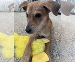 Small #2 German Shepherd Dog Mix