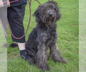 Laine - Female Mutt Dog for Adoption - Photo #4