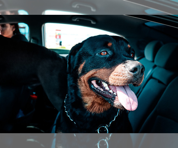 Medium Photo #17 Rottweiler Puppy For Sale in HIGHLANDS, TX, USA