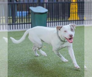 American Staffordshire Terrier-Unknown Mix Dogs for adoption in Waco, TX, USA