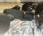 Small Photo #28 Frenchie Pug Puppy For Sale in BLOOMINGTON, IL, USA