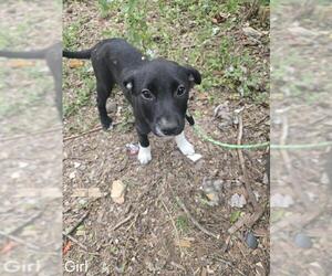 Mutt Dogs for adoption in San Antonio, TX, USA