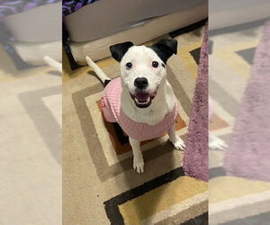 Caliente - Female Mutt Dog for Adoption - Photo #16
