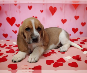 Basset Hound Puppy for sale in SALEM, WV, USA