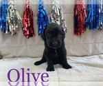 Small Photo #17 Goldendoodle Puppy For Sale in BLUFFTON, IN, USA