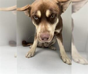 Siberian Husky-Unknown Mix Dogs for adoption in Houston, TX, USA