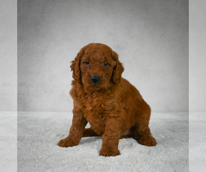 Goldendoodle Puppy for sale in ITASCA, TX, USA