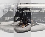 Small Doberman Pinscher